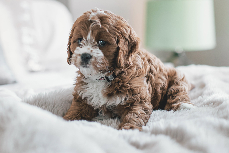 How to Clean a Wool Rug from Animal Fur​